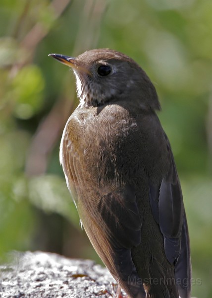 IMG_4560c.jpg - Bicknell's Thrush