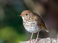 MG 0031c  Bicknell's Thrush (Catharus bicknelli)