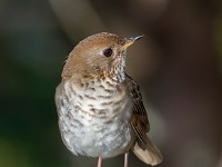 MG 0033c  Bicknell's Thrush (Catharus bicknelli)