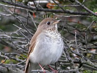 MG 4420c  Bicknell's Thrush (Catharus bicknelli)