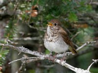 MG 4434c  Bicknell's Thrush (Catharus bicknelli)