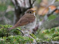 MG 4452c  Bicknell's Thrush (Catharus bicknelli)