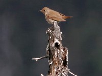 MG 4514c  Bicknell's Thrush (Catharus bicknelli)