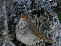 MG 4516c  Bicknell's Thrush (Catharus bicknelli)