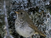 MG 4517c  Bicknell's Thrush (Catharus bicknelli)