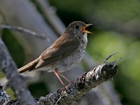 MG 4518c  Bicknell's Thrush (Catharus bicknelli)