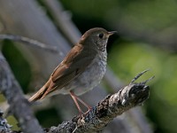 MG 4521c  Bicknell's Thrush (Catharus bicknelli)