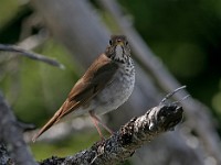 MG 4522c  Bicknell's Thrush (Catharus bicknelli)