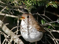 MG 4530c  Bicknell's Thrush (Catharus bicknelli)