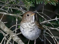 MG 4532c  Bicknell's Thrush (Catharus bicknelli)