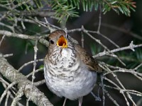 MG 4533c  Bicknell's Thrush (Catharus bicknelli)