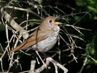 MG 4538c  Bicknell's Thrush (Catharus bicknelli)