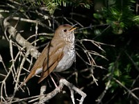 MG 4548c  Bicknell's Thrush (Catharus bicknelli)