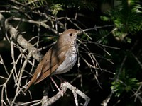 MG 4549c  Bicknell's Thrush (Catharus bicknelli)