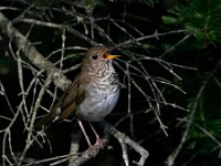 MG 4554c  Bicknell's Thrush (Catharus bicknelli)