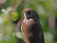 MG 4560c  Bicknell's Thrush (Catharus bicknelli)