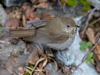 Q0I8486c  Bicknell's Thrush (Catharus bicknelli)