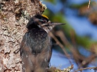 IMG 2061c  Black-backed Woodpecker (Picoides arcticus) - male by nest