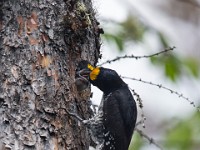 U0U1873c  Black-backed Woodpecker (Picoides arcticus) -  male feeding juvenile male in nest