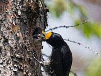 U0U1915c  Black-backed Woodpecker (Picoides arcticus) -  male feeding juvenile male in nest