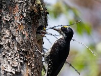 U0U1923c  Black-backed Woodpecker (Picoides arcticus) -  male feeding juvenile male in nest