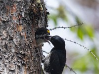 U0U1951c  Black-backed Woodpecker (Picoides arcticus) - female feeding juvenile male at nest