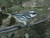 btgraywarbler  Black-throated Gray Warbler (Setophaga nigrescens)