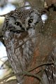 boreal_owl