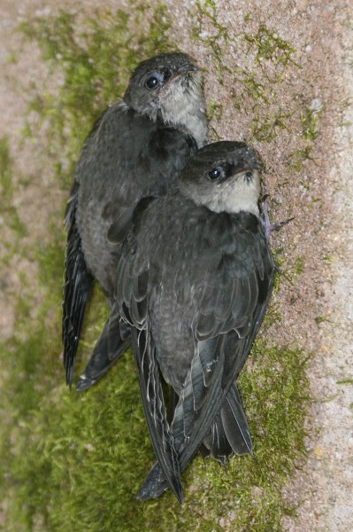 IMG_9362c.jpg - fledglings