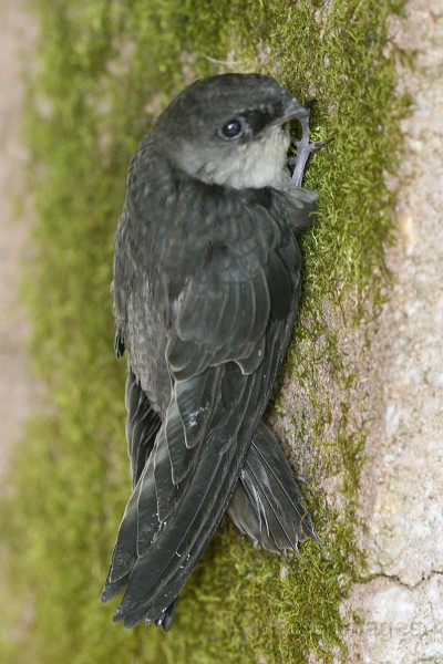 IMG_9369c.jpg - fledgling