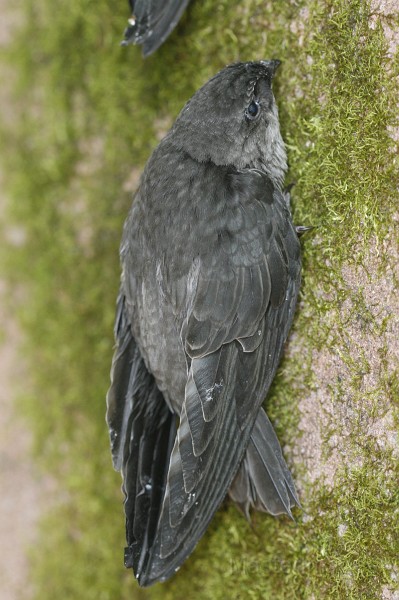 IMG_9379c.jpg - fledgling