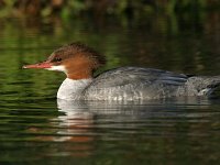 175 7568c  Common Merganser (Mergus merganser) - female