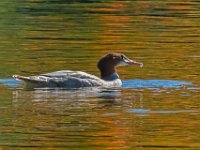 DSCN0915c  Common Merganser (Mergus merganser)