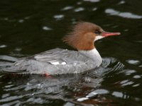 IMG 2075c  Common Merganser (Mergus merganser) - female