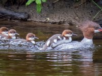 IMG 2588c  Common Merganser (Mergus merganser) - female