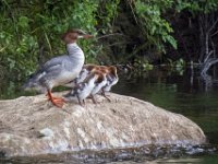 IMG 2602c  Common Merganser (Mergus merganser) - female