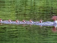 IMG 2606c  Common Merganser (Mergus merganser) - female