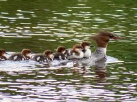 IMG 2611c  Common Merganser (Mergus merganser) - female