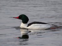 31F0987c  Common Merganser (Mergus merganser) - male