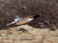 31F1459c  Common Merganser (Mergus merganser) - male