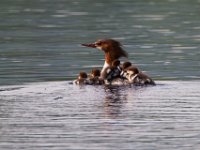 31F2071c  Common Merganser (Mergus merganser) - female with young