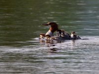 31F2072c  Common Merganser (Mergus merganser) - female with young