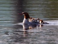 31F2074c  Common Merganser (Mergus merganser) - female with young