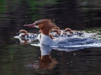 31F2081c  Common Merganser (Mergus merganser) - female with young