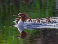 31F2085c  Common Merganser (Mergus merganser) - female with young