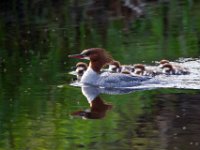 31F2086c  Common Merganser (Mergus merganser) - female with young