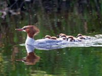 31F2090c  Common Merganser (Mergus merganser) - female with young