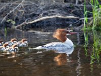 31F2094c  Common Merganser (Mergus merganser) - female with young