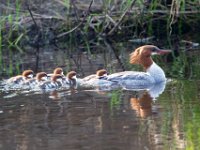 31F2096c  Common Merganser (Mergus merganser) - female with young