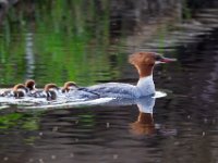 31F2100c  Common Merganser (Mergus merganser) - female with young